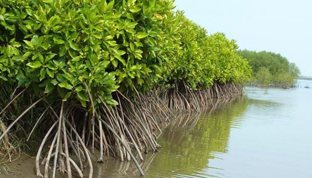 Upaya menyelamatkan hutan mangrove 
